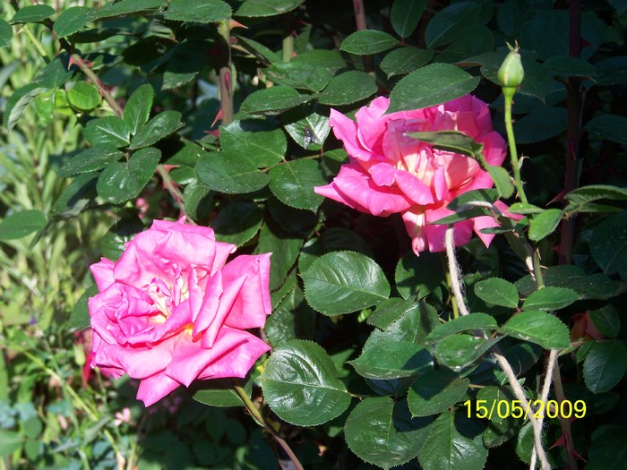 100_1830 - Primavara in curte  Timisoara