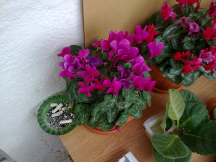 CYCLAMEN