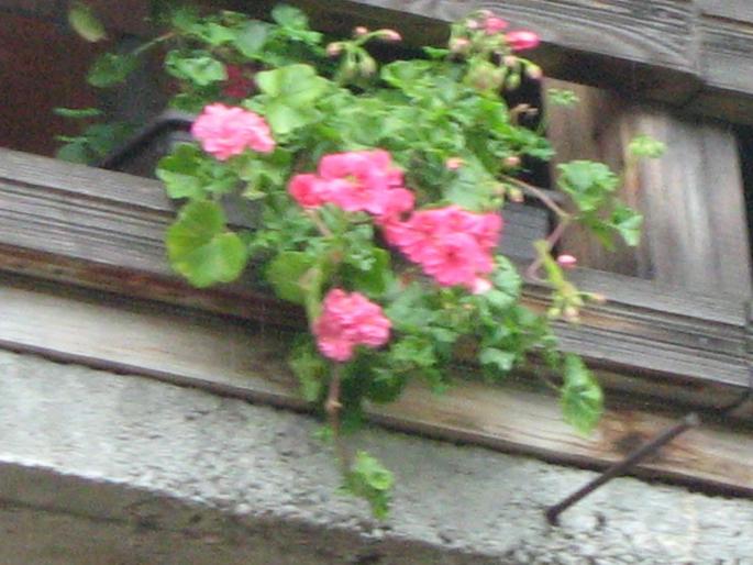 muscata curgatoare - floricele