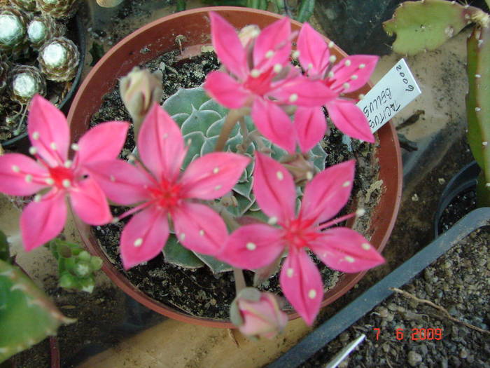 DSC06042 - 2009 Iunie