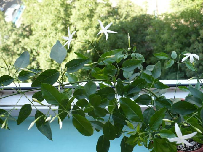 flori si boboci de Jasmin - Alte plante