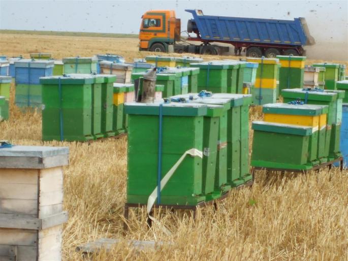 DSCF0519 (Large) - stupina  incepand cu 2008