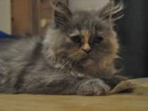 05-21-08-14-49-39103 - DUSMANI PORUMBEILOR