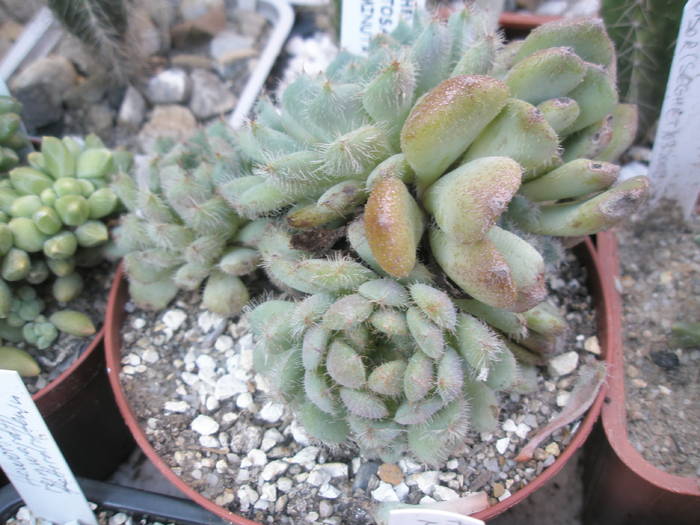 Echeveria setosa deminuta