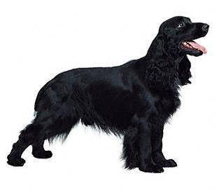 field_spaniel - Sporting