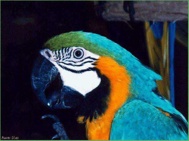 bird50 - Papagali