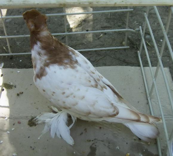 penciled(Jucator de Botosani) - Culorile Porumbeilor NET