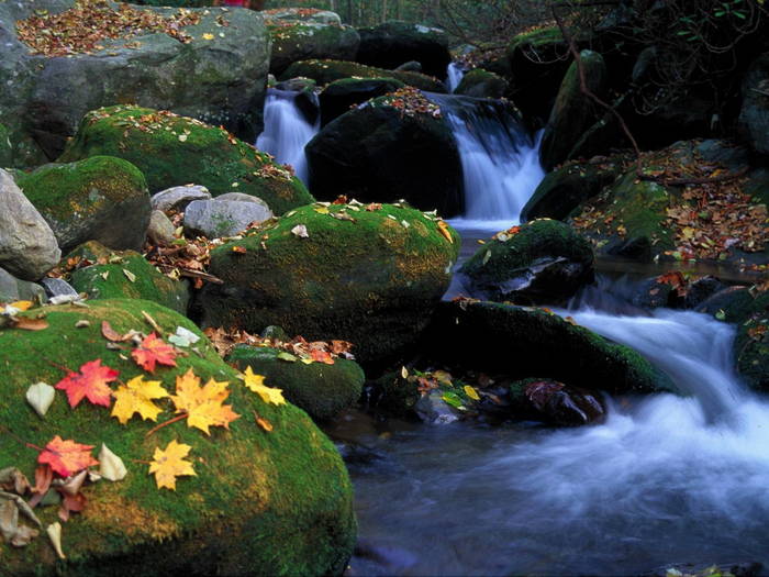 060_Cascade and Autumn Leaves, Great Smoky Mountains National Park, Tennessee - cascade