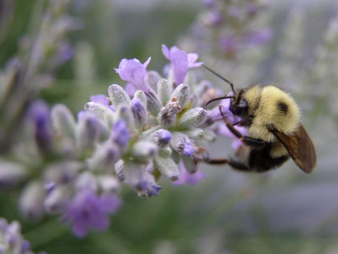 BumbleBee - flori