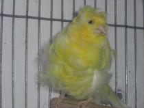 canari1