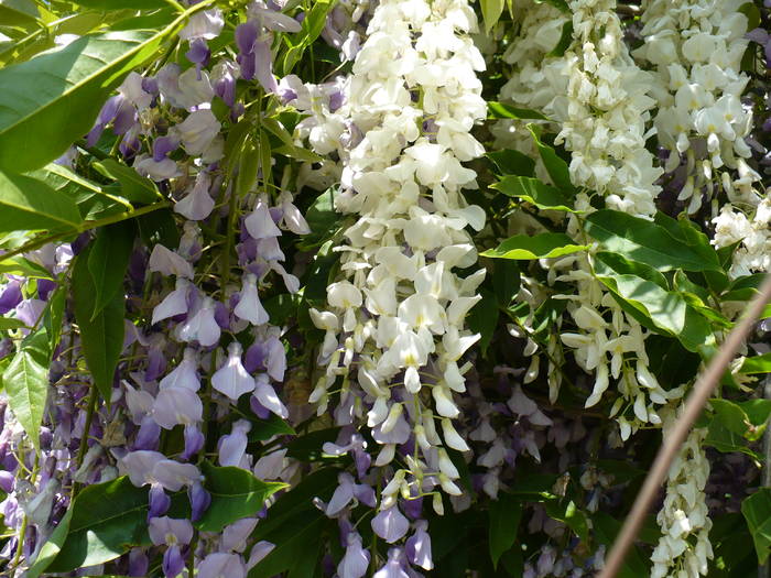 P1110872 - Herastrau 2009 mai 10