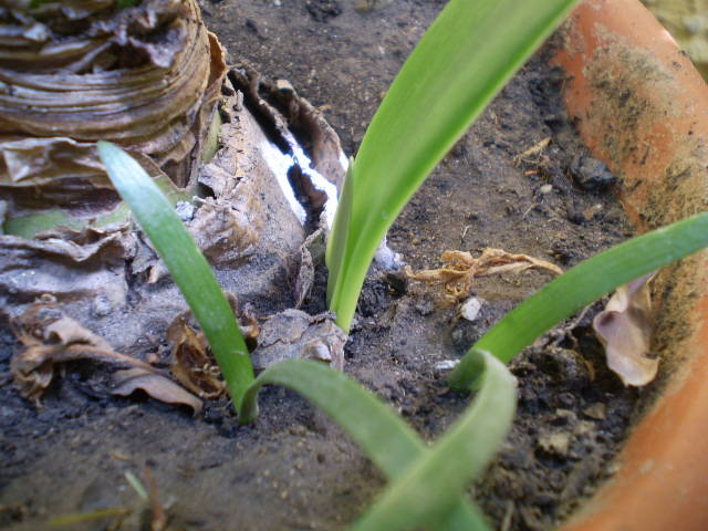 pui de Exposure si pui din seminte in 6 iunie 09 - crini in devenire si hippeastrum