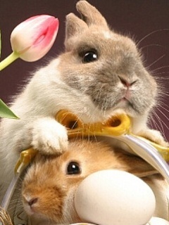 Easter_Rabbits (1)