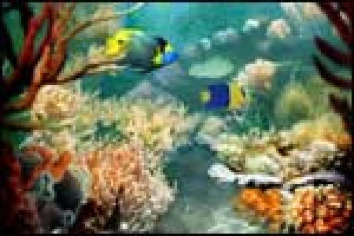 tropical-fish_m - poze cu pesti