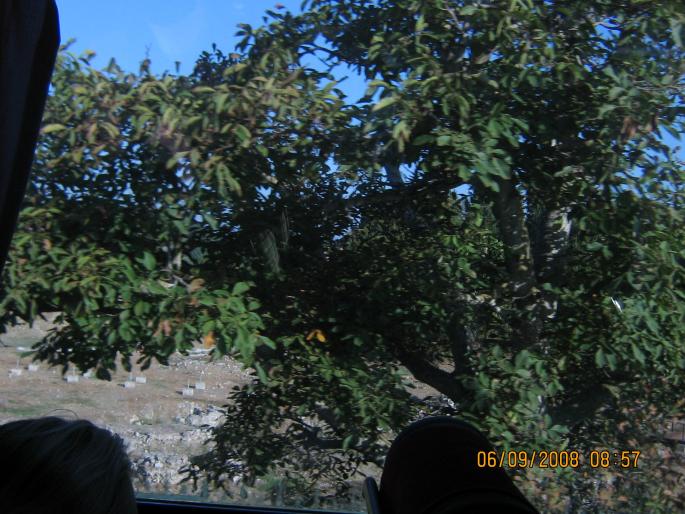 IMG_0228 - 2008 - corfu