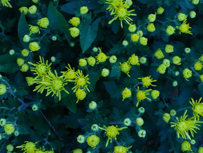 P1010386 - Gradina flori