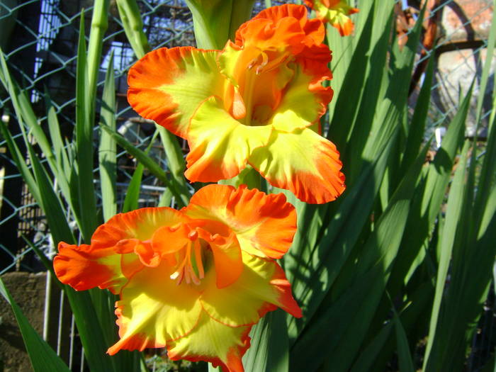 DSC01887 - gladiole