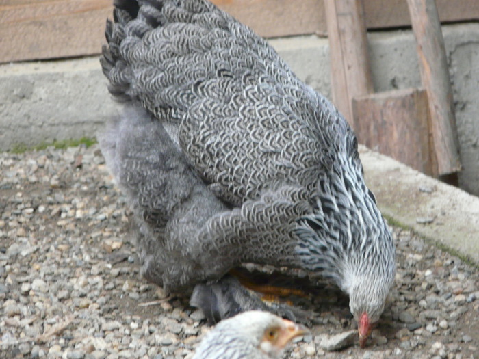 Gaini brahma herminat inchis - Brahma herminat inchis