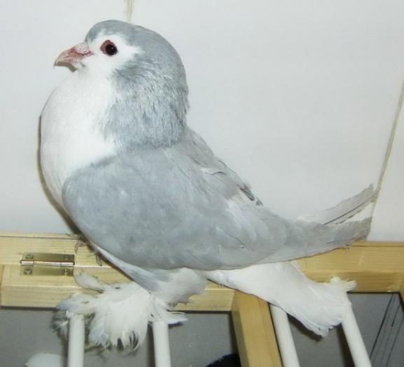 milky(Lahore) - Culorile Porumbeilor NET