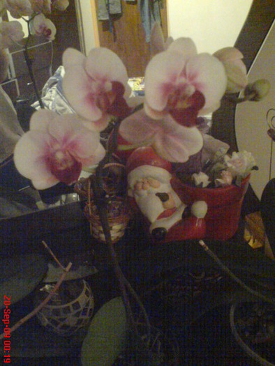 DSC03135 - Phalaenopsis