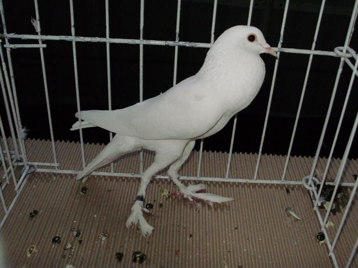 pigmy 2