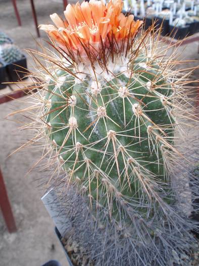 Parodia