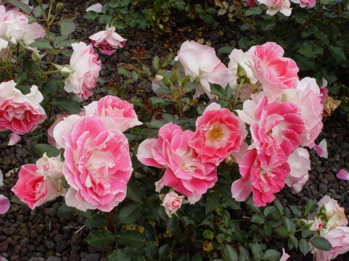 regensberg - Flori - Flori