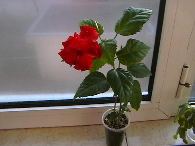 10.02 - hibiscus 2009