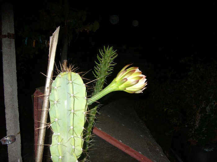 ora-21:00 - Cereus forbesii