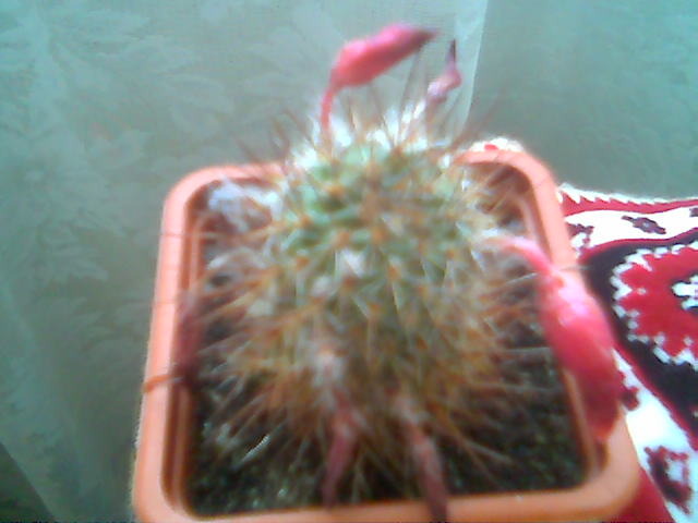 Rebutia ithycantha