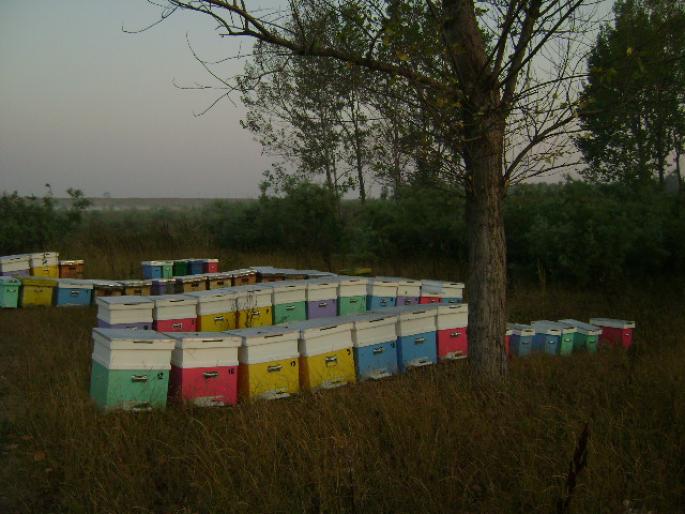 DSC02387 - apicultura anul2008