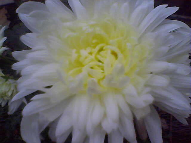 Picture 031 - crizanteme tufanele