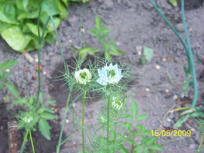 100_1825 - Primavara in curte  Timisoara