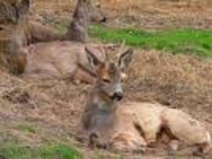 brb ce tata mare - gradina zoologica din bucuresti