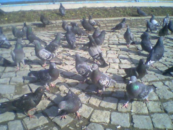 feb020009 - Stop sacrificarea lasati porumbei sa zboare--Stop the slaughter let to fly pigeons