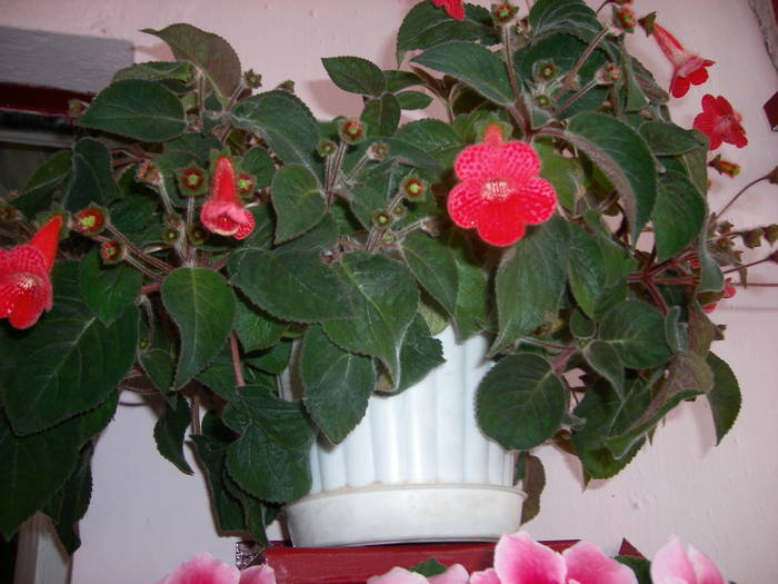 Orhidee - Flori - 2009