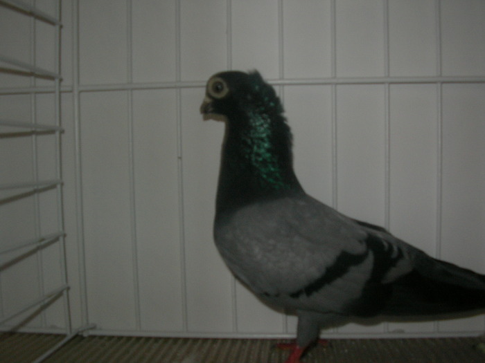 SANY0248 - poze expo 2009