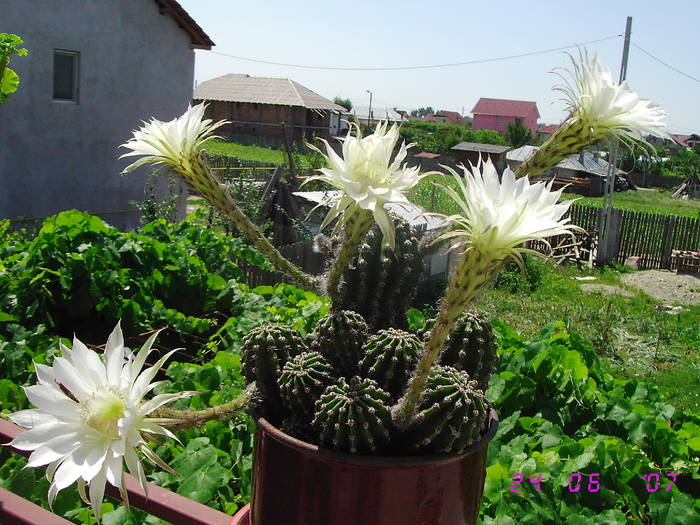 Cactus echinopsis - Flori 2008