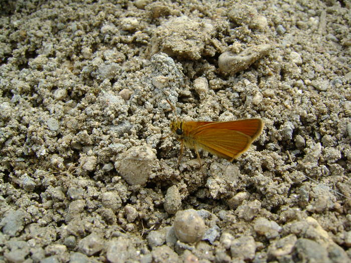 DSC01048 - fluturi si alte  insecte