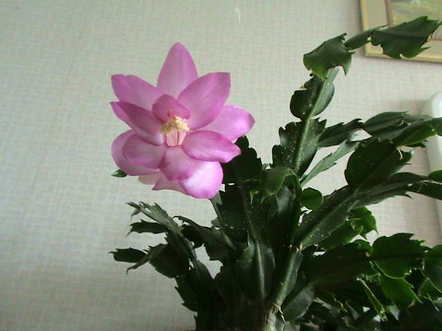 Schlumbergera 16 mart 2009 - schlumbergera si rhipsi