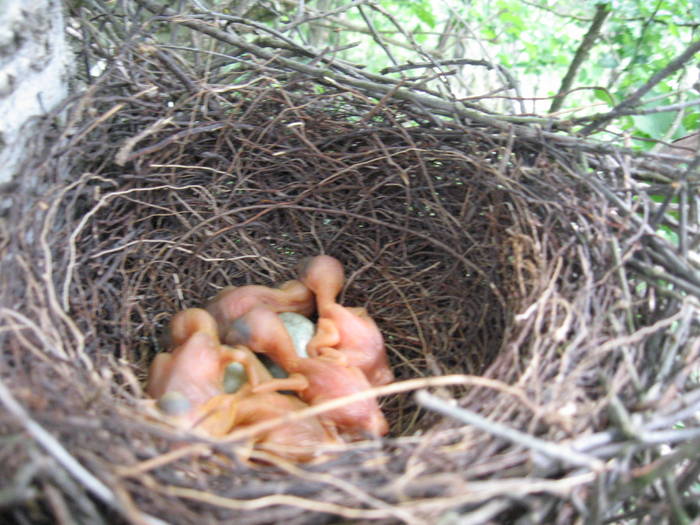 IMG_3455 - salcim I si II 2009