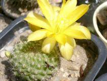 Rebutia marsonerii - Rebutia