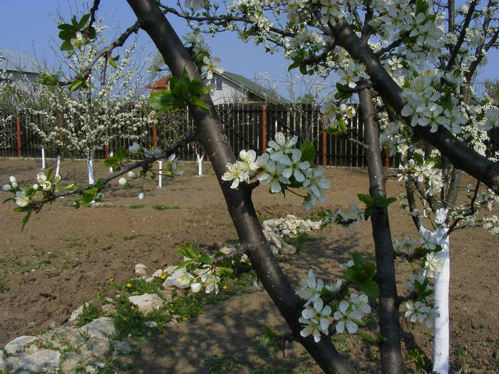 2009_04120054 - Aprilie 2009