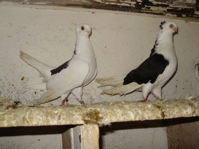 P8292249