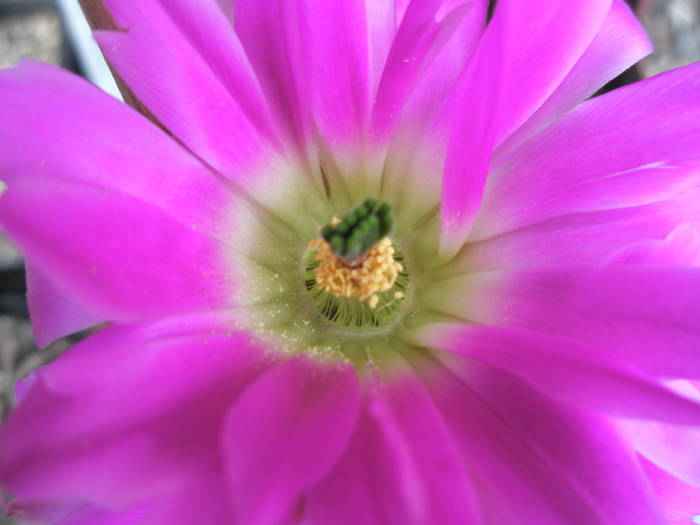 Echinocereus berlandieri - floare 23.05 - Echinocereus