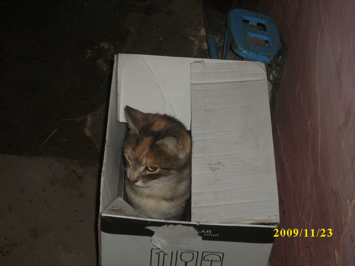 DSCI2696 - pisici si catelusa Boggy