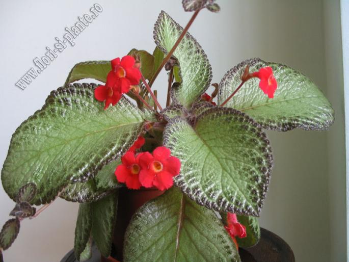 episcia green aga 1 - EPISCIA