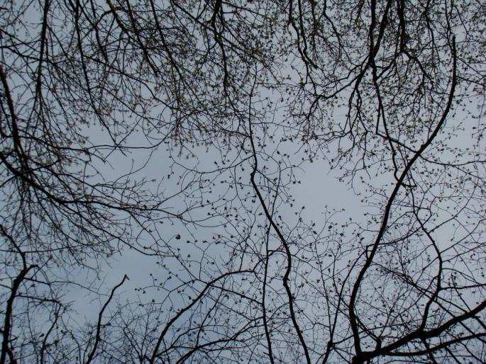 DSC02724 - 2008-03-22 - La padure-Baneasa