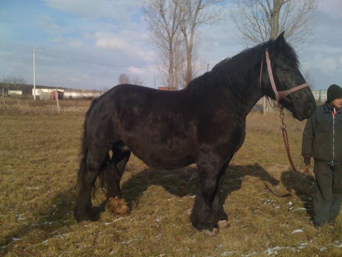 Percheron - Cai de rasa Percheron