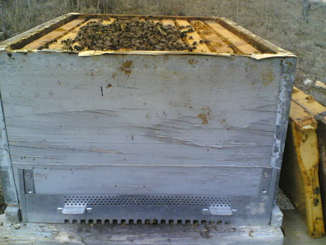 07022009(004) - apicultura